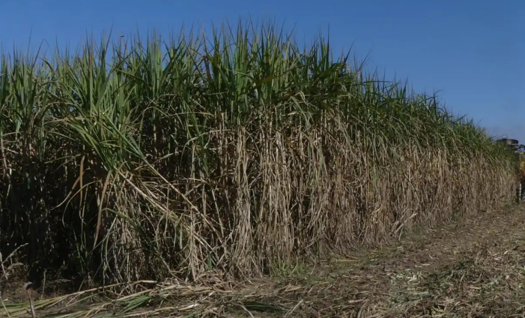 Zafra 2026: cuánto creció la superficie sembrada con caña en Tucumán y a qué cultivos está reemplazando